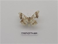 藏品(尺蛾89)的圖片